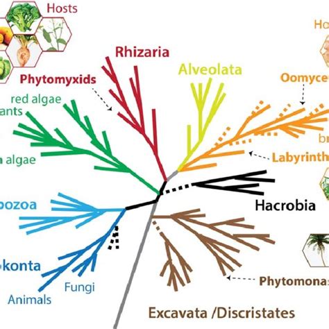 A Schematic Current Eukaryotic Tree Of Life Indicating The Phylogenetic
