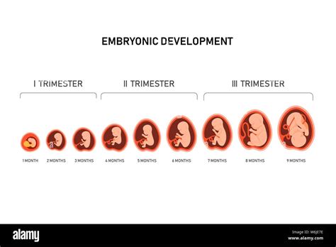 Embarazo Feto Fetal Desarrollo Mes Etapa Embrionaria Crecimiento Mes
