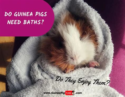 Do Guinea Pigs Need Baths And Do They Enjoy Them Guinea Pig Tube
