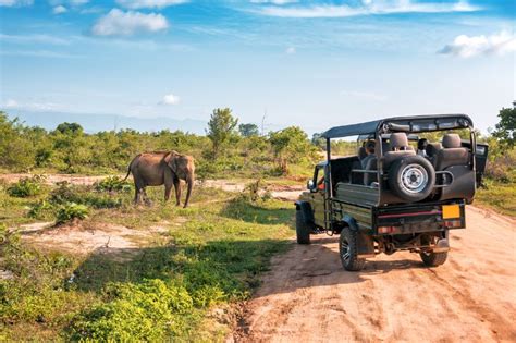 Sri Lanka Safari Planning Guide Really Wildlife