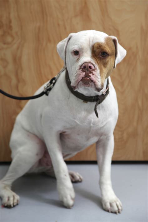 Families and individuals wanting more information on bulldogs or our rescue program may see us at: Olde English Bulldogge - Diesel | Mid-America Bully Breed ...