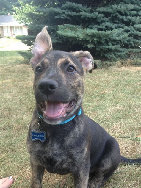 This is Booster. He is a German shepherd/ blue pit mix. He is perfect