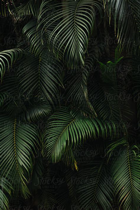 Dark Green Palm Tree Background By Stocksy Contributor Marija Savic
