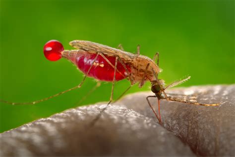 Crispr Edit Makes Mosquitoes Far Less Likely To Pass Malaria