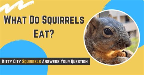 What Do Squirrels Eat The Ultimate Guide For Your Squirrels