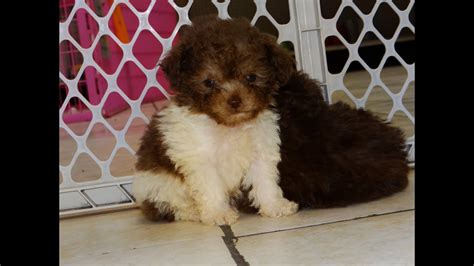 If you like what you see, be sure to inquire us today! Toy Poodle, Puppies, Dogs, For Sale, In Columbus, Macon ...