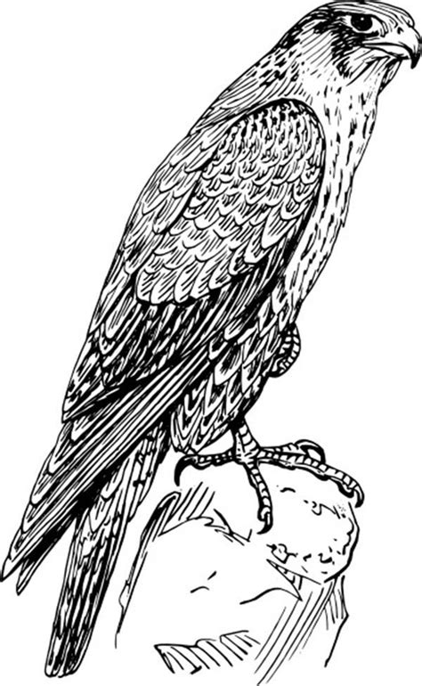 Peregrine Falcon Coloring Page Printable