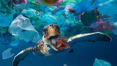 Petition · Save The Marine Animals ·