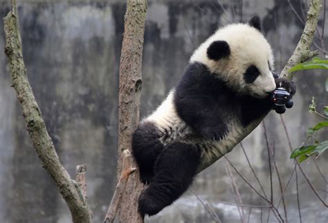 Baby Giant Pandas At Play In China Are Just The Cutest Things Ever