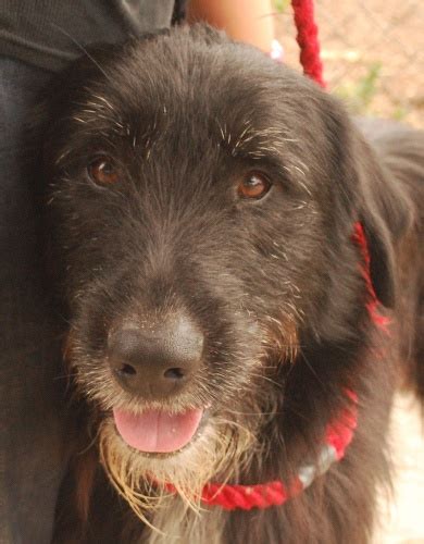 Murray 18 Month Old Male Bearded Collie Cross Lurcher Available For