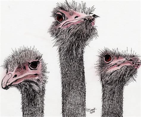 Three Ostriches Standing Next To Each Other