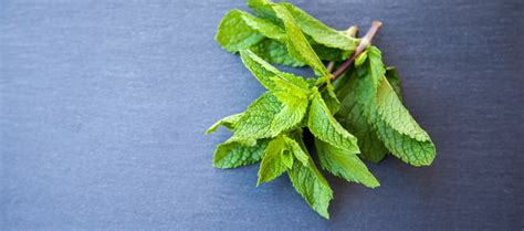 How To Harvest Mint 5 Tips For Harvesting Mint Springs In Your Garden