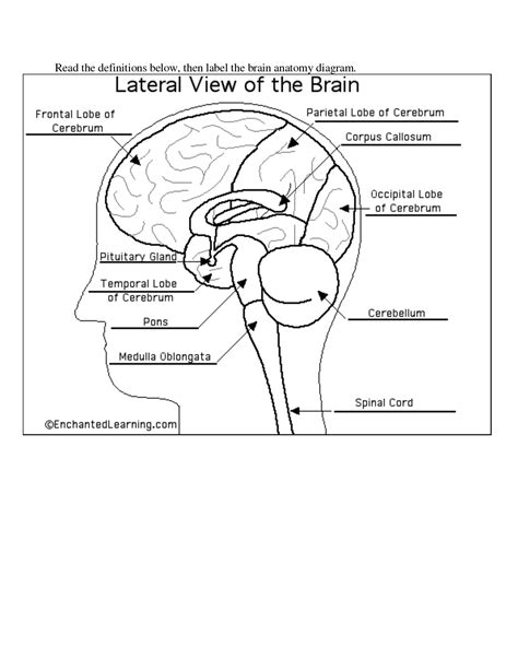 Brain Anatomy Diagram Worksheets Free Printable Worksheet