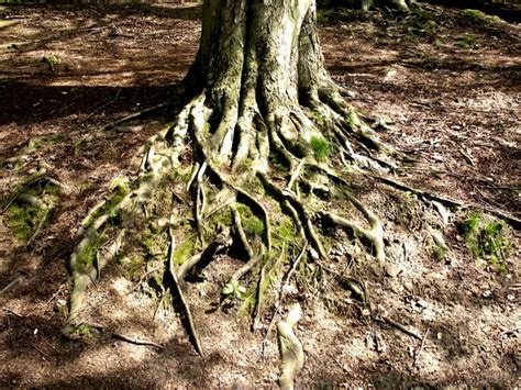 Beech Roots © Jonathan Kington Geograph Britain And Ireland