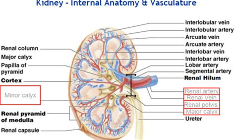 Renal Anatomy And Physiology Flashcards Quizlet