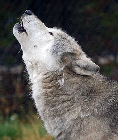 Wolf Howl By Sobe2850 On Deviantart