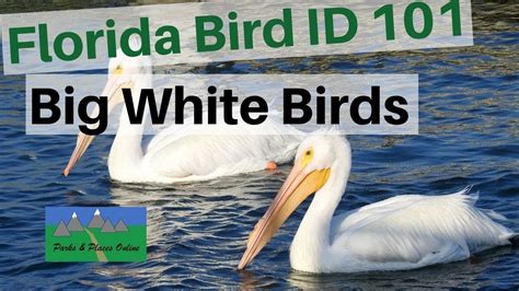 Florida Bird Identification 101 Big White Birds Youtube