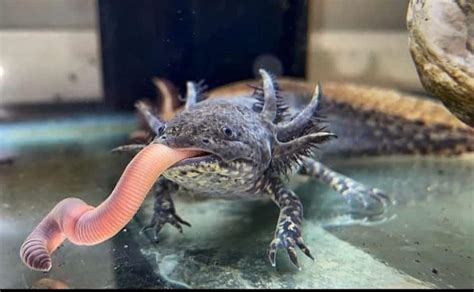 What Do Axolotls Eat Axolotl Diet And How To Feed Pet Axolotls