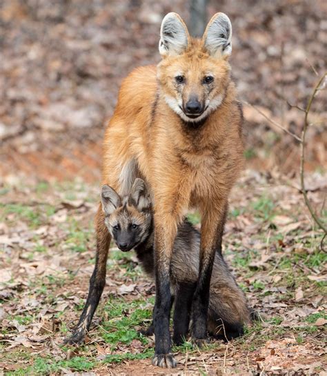 4 Maned Wolf Pups Now Have Names What Did The Greensboro Science