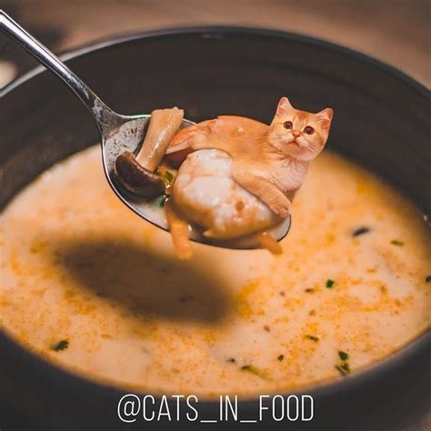 Weird Russia Artist Mixes Cats With Food For Online Fame