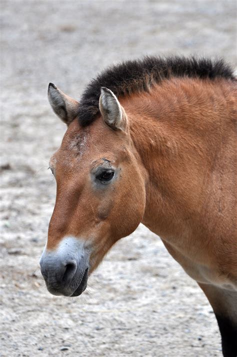 Fileportrait Of Przewalskis Horse Wikimedia Commons