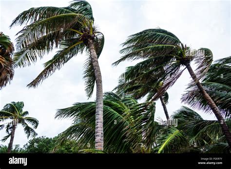Miami Beach Floridamarjory Stoneman Douglas Parkhurricane Irma