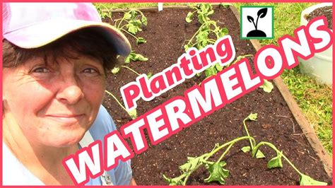 Planting Watermelon In Our Raised Bed Garden ~ How To Grow Watermelons