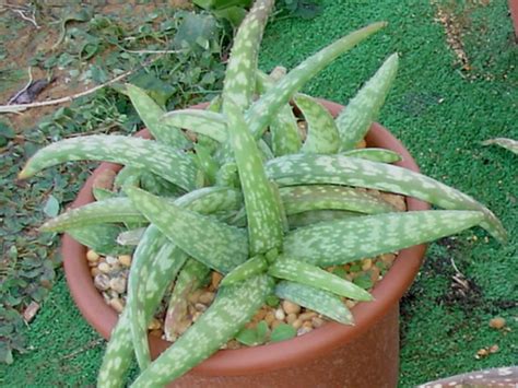No aloe vera is not a cactus. Aloe ellenbeckii | World of Succulents