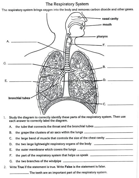 Diagram Of The Human Lungs With Labels On Each Side And Labeled In Text