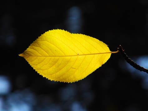 Leaf Autum Yellow Free Photo On Pixabay