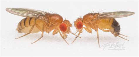 Female And Male Flies Caltech Ca Art In Nature Photography