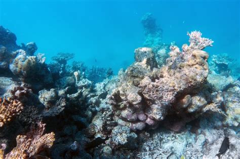 Récifs Coralliens Sous Marins Et Poissons Dans Locéan Indien Maldives