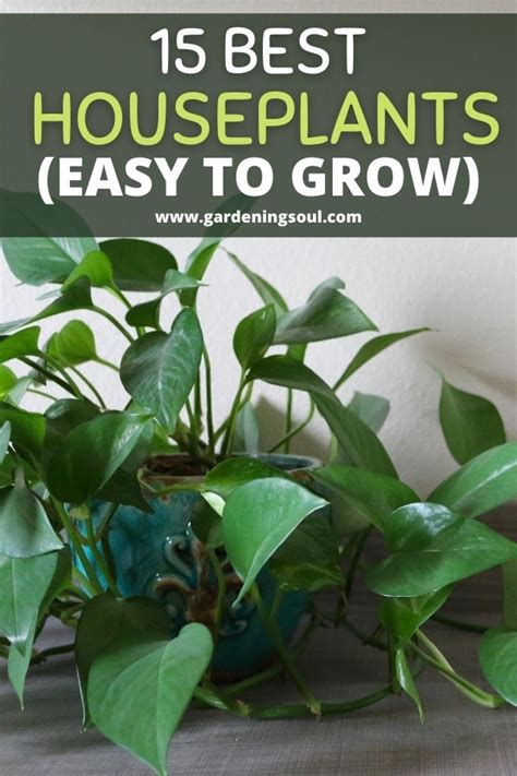 15 Best Houseplants For Beginners Easy To Grow