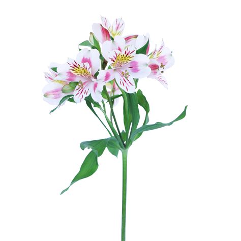 Pink And White Alstroemeria Wholesale Flowers And Diy Wedding Flowers