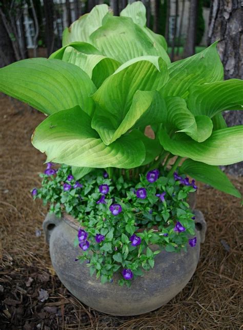 Hosta In Containers Plants Container Gardening Flowers