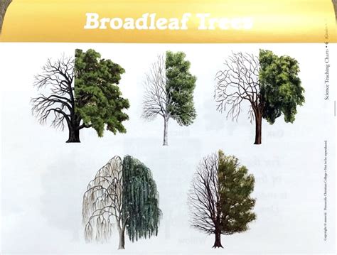 Abeka 4 Science Chapter 3 Science Teaching Chart Broadleaf Trees