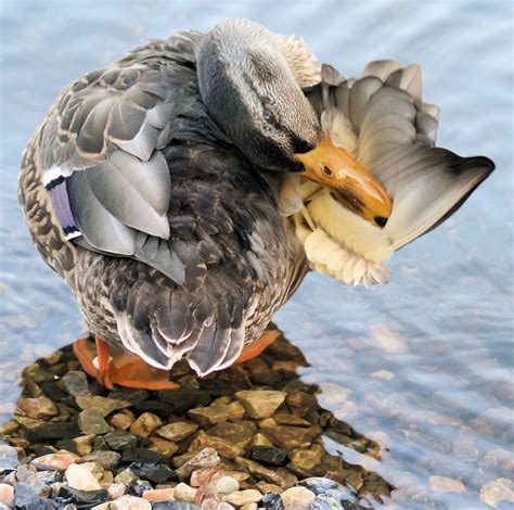 Duck Yoga Barbandcutlet Flickr