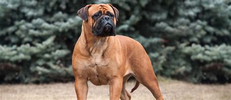 It's about six years overall. Bullmastiff Puppies For Sale | Greenfield Puppies