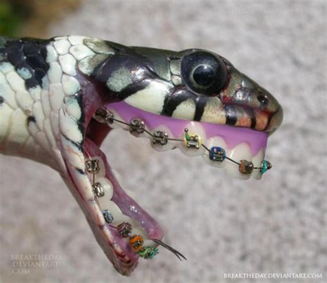 King Cobra With Photoshoppped Dentures Layered In With Braces Clever