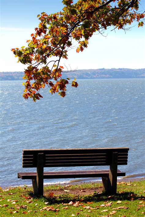 Free Images Landscape Tree Nature Bench Photography Morning