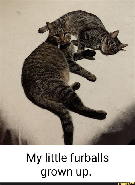 Furballs Memes Best Collection Of Funny Furballs Pictures On IFunny