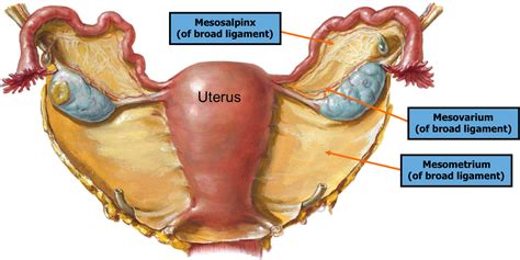 Instant anatomy is a specialised web site for you to learn all about human anatomy of the body with diagrams, podcasts and revision questions. Female Pelvic Anatomy - Repro with Otey at University Of ...