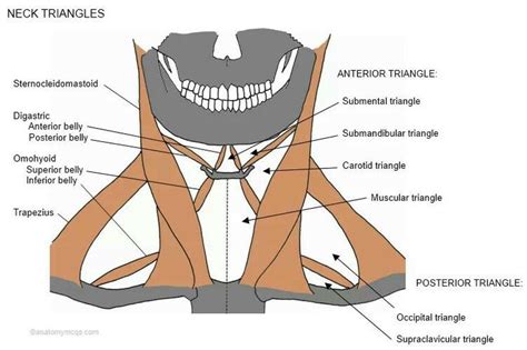 Anatomy Of Neck Triangle Neck Muscle Anatomy Muscle Anatomy Medical