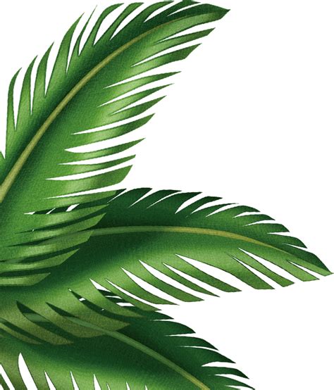 Leaves Clipart Palm Leaves Leaves Palm Leaves Transparent Free For