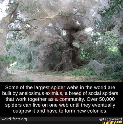 Some Of The Largest Spider Webs In The World Are Built By Anelosimus