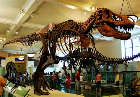 Here Is A Tyrannosaurus Rex At The American Museum Of Natural History In New York City Almost