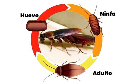 cómo se reproducen las cucarachas 】 ciclo de vida reproducción de cucarachas chiquitas