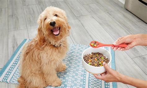 Fresh Dog Food Everything You Need To Know Bechewy