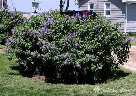 Old Fashioned Purple Lilac