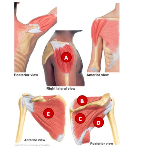 Scapulo Humeral Muscles Flashcards Quizlet